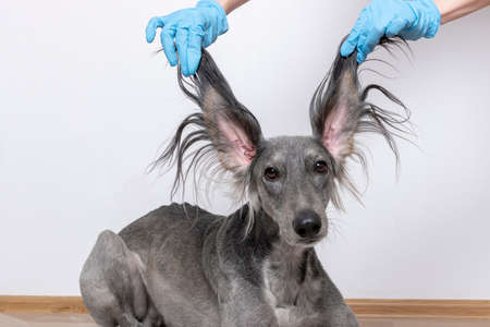 a grey greyhound saluki with long flapping flying ears on white background. isoladed. barbershop conceptの写真素材
