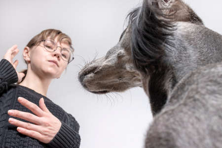 Owner and her obedient greyhound saluki dog. bottom viewの写真素材