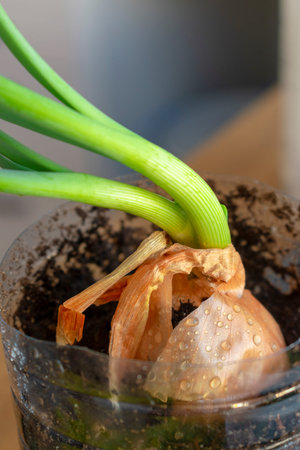 growing onions at home on the windowsill. Sprouted onions