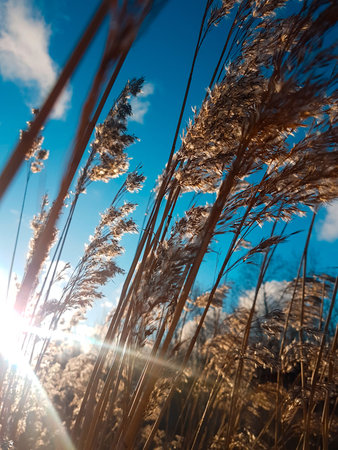 Cane, dried flower on a background of bright blue sky and the rising sun. Fresh summer day. The wind...