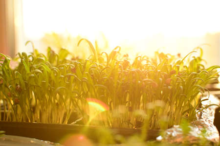 Young seedlings of watercress salad, spinach, lemon balm, coriander on the windowsill by the window. The bright morning sun shines through the window. Fresh homemade greens at home. Vegetarian food. Selective focusの写真素材