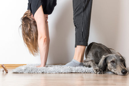 Young white woman doing stretching online at home on a rug. A gray greyhound dog is resting on a...