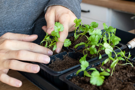 Young white woman caring for seedlings at home close-up. Selective focus.