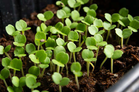 Microgreen close-up. Spinach sprouts grow at homeの写真素材