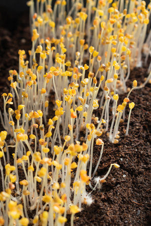 Microgreen close-up. Arugula sprouts grow at home