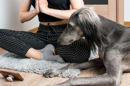A young woman practices yoga with her dog on the phone onlineの写真素材