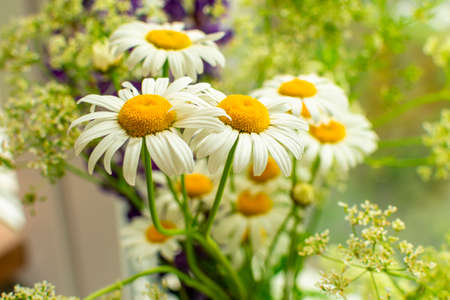 Meadow bouquet of daisies on the window on a bright sunny day. Close-upの写真素材