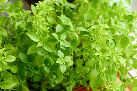 Green fresh basil on the windowsill of a house close-upの写真素材