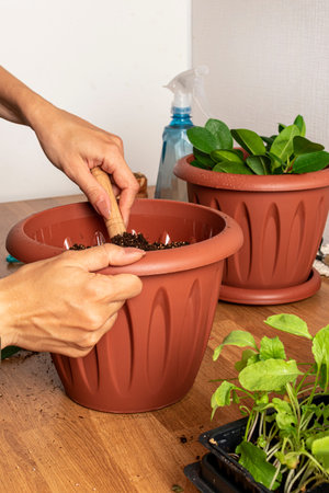 A young woman shovels earth into a flower pot. In the background is a transplanted flower, a...