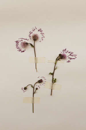 The burdock flower is glued on white paper with tape. Vintage collection of herbariumの写真素材