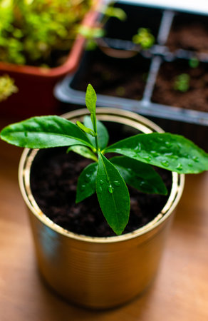 Small sprouted lemon tree in a tin can on a wooden table, close-up. Selective focus.