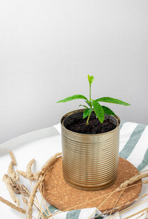 Light composition. A young lemon tree in a tin can stands on a cork stand. Nearby lies a cotton...