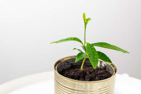 A small lemon tree grows in a tin. Light composition. Reuse conceptの写真素材
