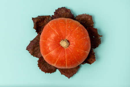 Autumn composition of orange pumpkin in the center of the frame and dry leaves in a circle on a mint background. Top view, flat layの写真素材
