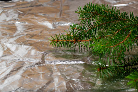 Fir branches on a silver crumpled backgroundの写真素材