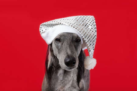 Greyhound dog sits in a white shiny Christmas hat on a red backgroundの写真素材