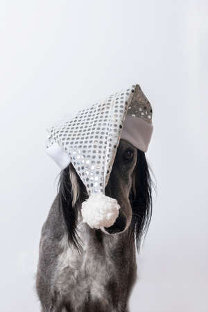 Greyhound dog sits in a white shiny Christmas hat on a white background.の写真素材