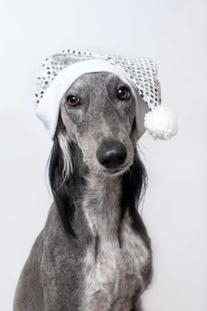 Greyhound dog sits in a white shiny Christmas hat on a white backgroundの写真素材