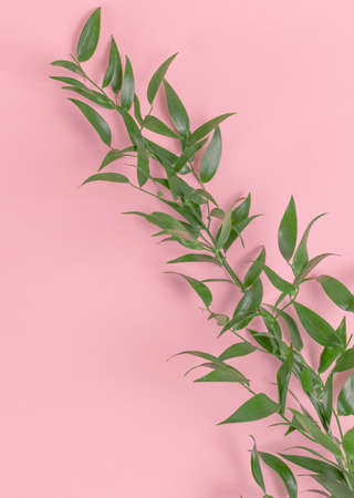 Flat lay the green branch lies diagonally across the frame on a pink background. Minimalistic compositionの写真素材
