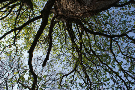 tree