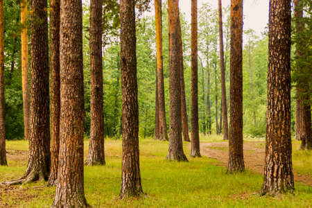 Perm. Park. Pine and spruce. Clean air. The perfect destination for city dwellers.の写真素材