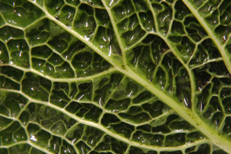 Detail of a wet cabbage leaf