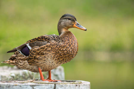 Brown wild mallard duck standing the shore, and looking at the camera.の写真素材