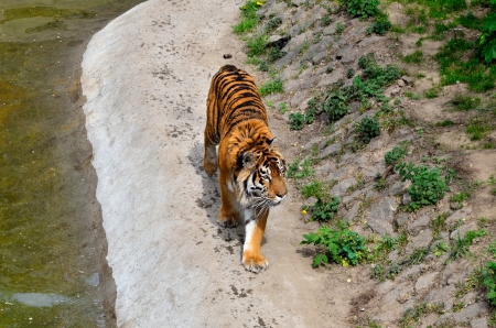 Tigerの写真素材