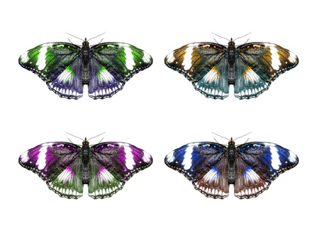 Butterfly isolated collageの写真素材