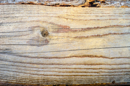 Texture of fresh wood background