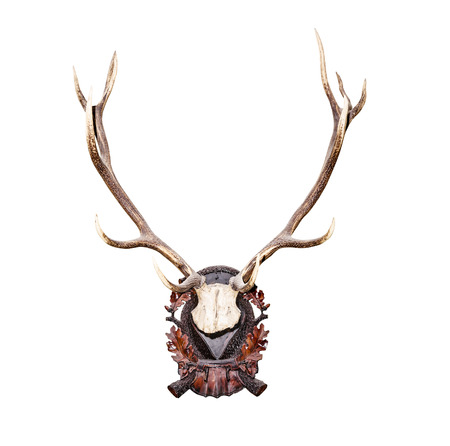 Antlers of a huge stag isolated on white の写真素材