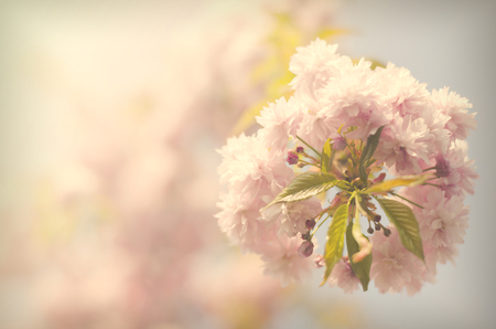 Vintage flowers. Antique style photo of tree flowers and leaf, with grunge old paper patternの写真素材