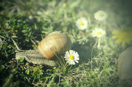 Big Snail in the green grass.の写真素材