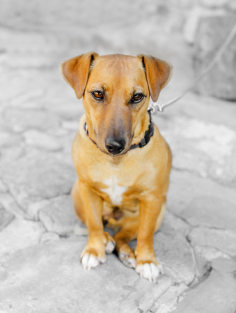 Beautiful dog sitting downの写真素材