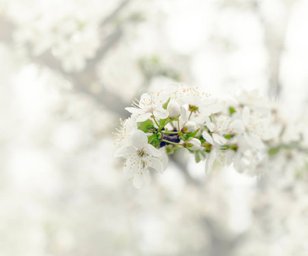 Vintage photo of white cherry tree flower in springの写真素材