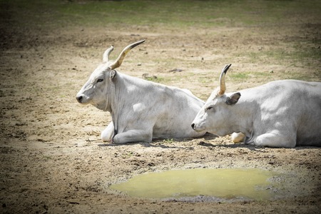 Two white buffalo lying on the groundの写真素材