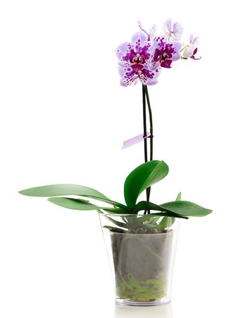 Pink orchid in a glass flowerpot on white background.の写真素材