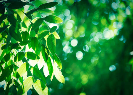 Green leaves on a tree in sunlight.の写真素材