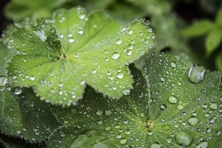 Green leaf with water drops. Dew on the leaves.の写真素材