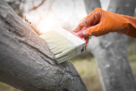 Care tree after winter. Hand in rubber glove with lime colors tree from harmful insects.の写真素材