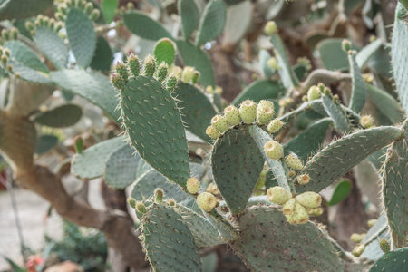 Cactuses in the botanical garden in Balchik, Bulgaria.