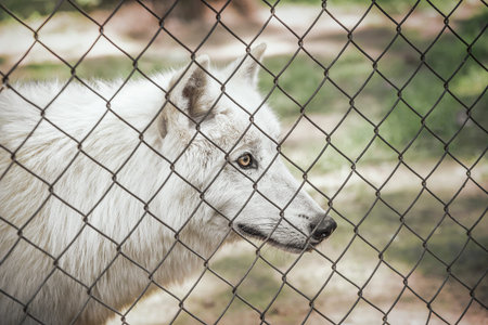 White wolf in a cage staring at liberty.