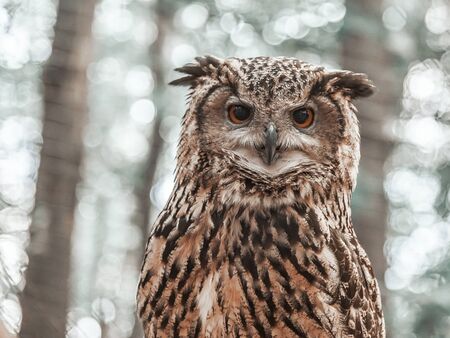 Owl looking directly at the camera on the background of trees.の写真素材