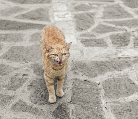 Red angry cat on stone floor outdoors.の写真素材