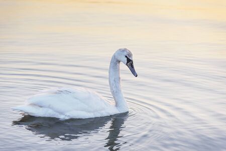Swan in the sea on the sunset.の写真素材