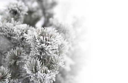 Fir branch on snow.