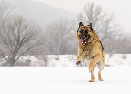 German Shepherd running through the snow.の写真素材