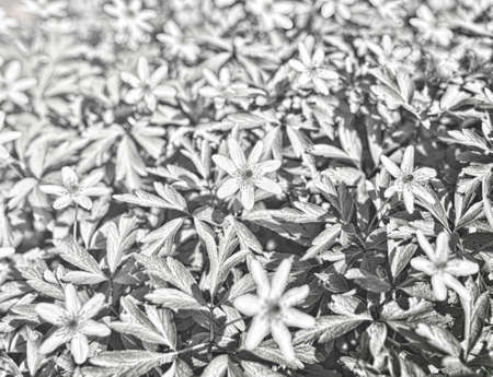 vintage abstract flowers textiles fabric, retro backgroundの写真素材