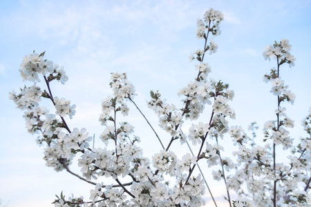 Blooming cherry tree.