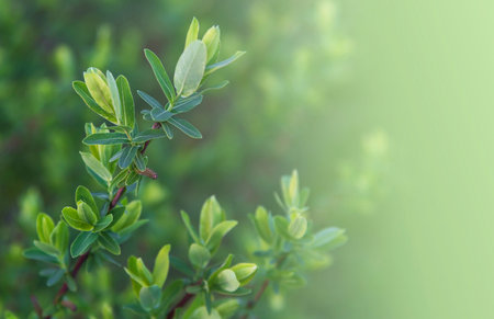 Leaves of a green plant in soft evening light.